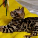 BENGAL KITTENS FOR SALE PHILIPPINES [CATS] 0945-7024296-3