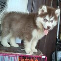 Quality Thailand import line Husky for sale