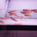 Arowana Fishes Available on Sale Now-2