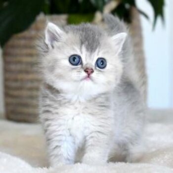 preciouse british shorthair kitten avalaible 