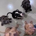 American Bully - PABR on process-0