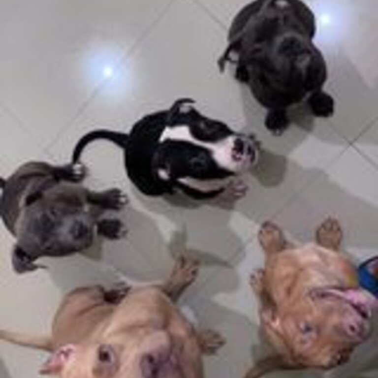 American Bully - PABR on process