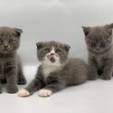 SCOTTISH FOLD KITTENS FOR SALE PHILIPPINES [DOGS] 0945-7024296-3