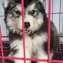 Quality Thailand import line Husky for sale