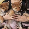 Shiba Inu Puppies Available 