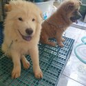 Chow chow - 5 months old - Fully vaccinated by a licensed VET with Anti-rabies ( CP: 09277774626 ) -4