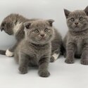 SCOTTISH FOLD KITTENS FOR SALE PHILIPPINES [DOGS] 0945-7024296-1
