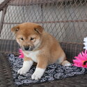 Male and female Shiba Inu puppies ready