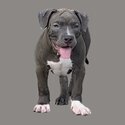 American Bully Standard-1