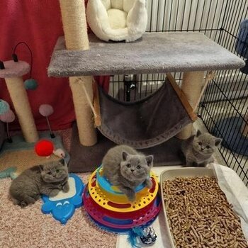active british shorthair kittens for adoption