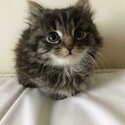 Charming Maine coon Kittens