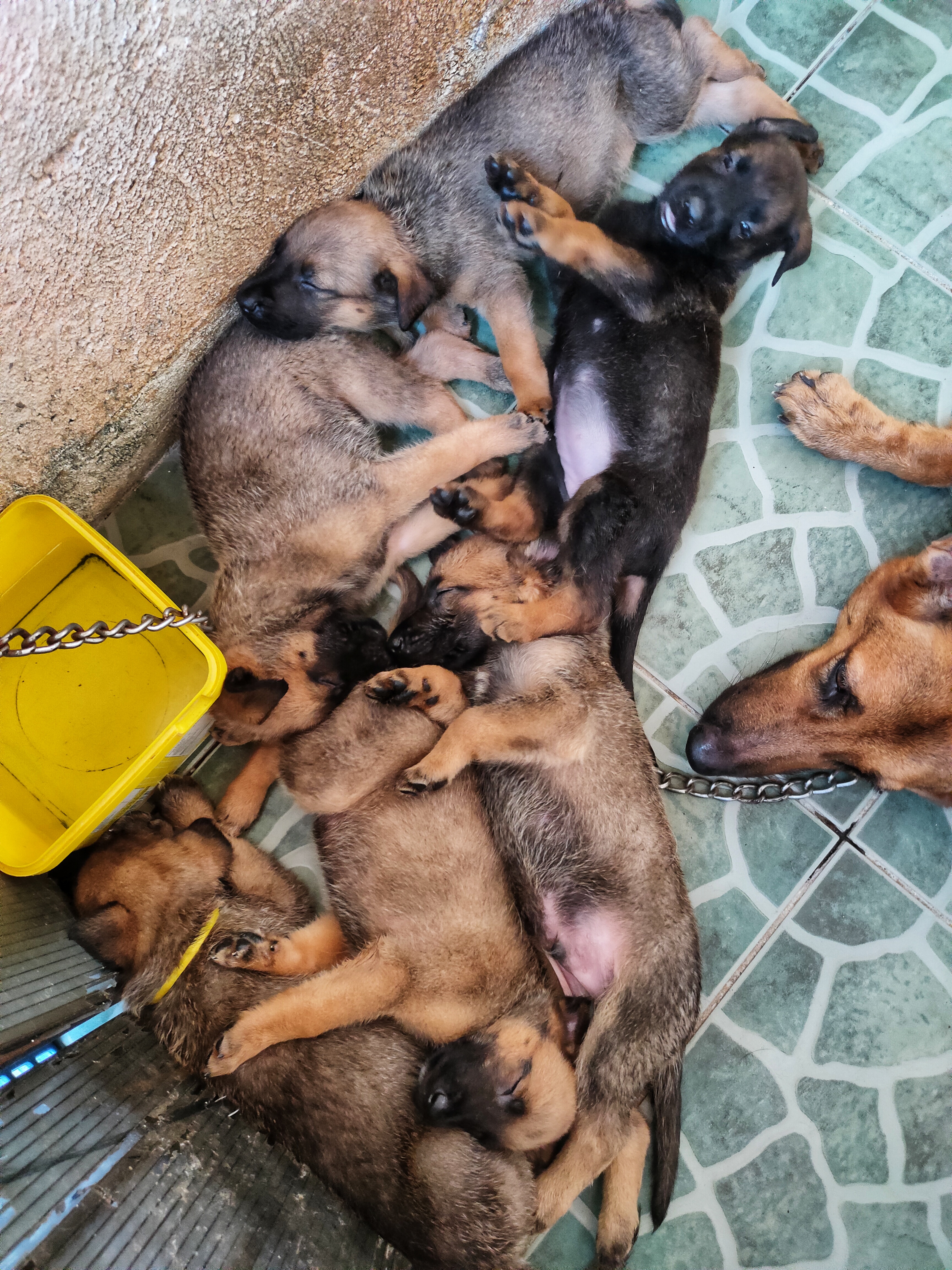Belgian Malinois Puppy for Sale