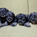 Quality Miniature Schnauzer Puppies-4