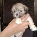 Pure Bred Lhasa Apso Cute Puppies-1