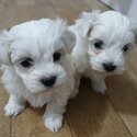 Cute Maltese Puppies-0