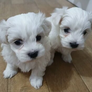 Cute Maltese Puppies