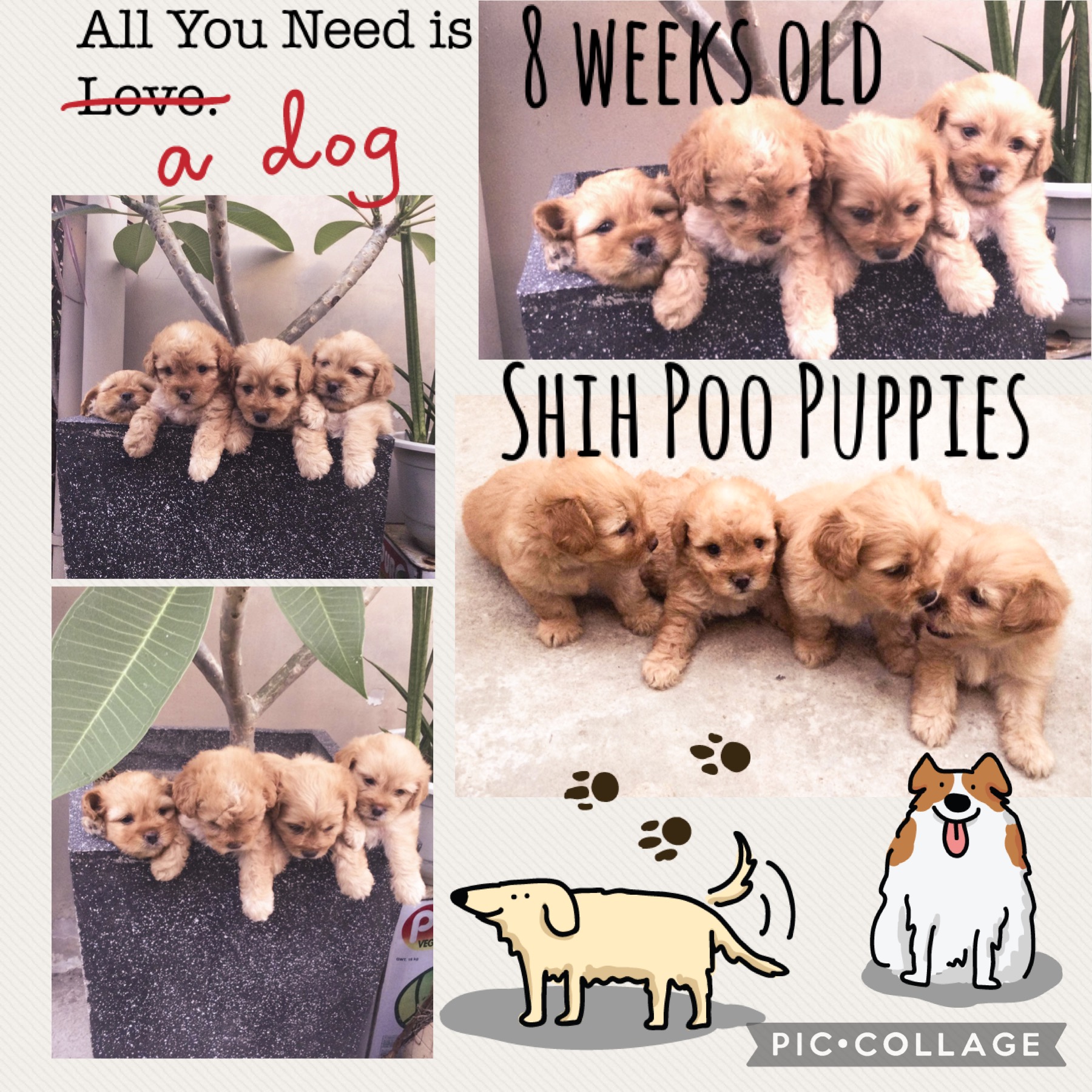 Shih Poo Puppies (SOLD)