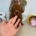 poodle puppies Whatsapp/Viber:(+63-945-546-4913)