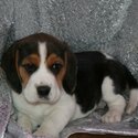 Cute and lovely male and female Beagle puppies,-0