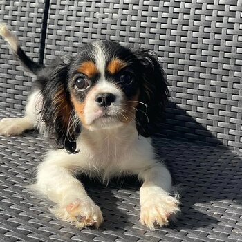 Cavalier King Charles