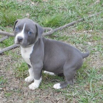 Beautiful males and female Staffordshire Terrier puppies,