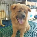 Chow chow - 5 months old - Fully vaccinated by a licensed VET with Anti-rabies ( CP: 09277774626 ) -1