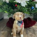 Male Australian Kelpie for sale-2