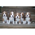 Beautiful Beagle Puppies....whatsapp me or viber at:  +639192705547