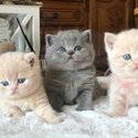 happy British Shorthair kittens for adoption