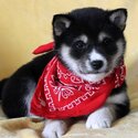 shiba inu Puppies Whatsapp/Viber:(+63-945-546-4913)