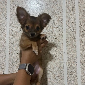 Chihuahua Pure Breed with PCCI paper