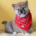 Shiba inu Puppies Whatsapp/Viber:(+63-945-546-4913)