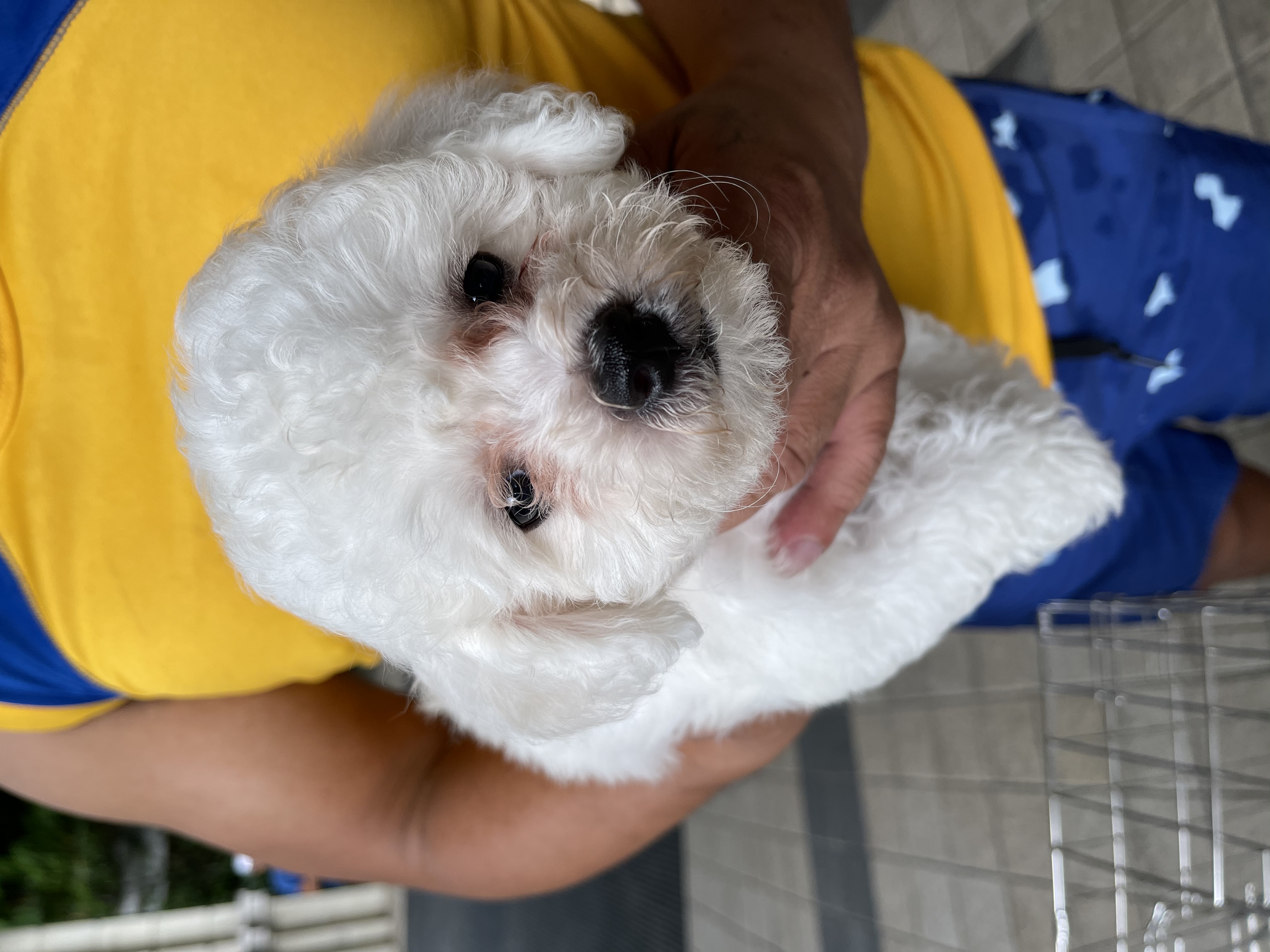 Bichon Frise For Sale