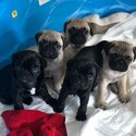 Pug Puppies-0