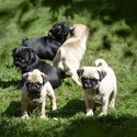 Pug Puppies-0