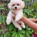 Toy Poodle-4