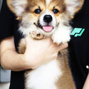 Pembroke Welsh Corgi-1
