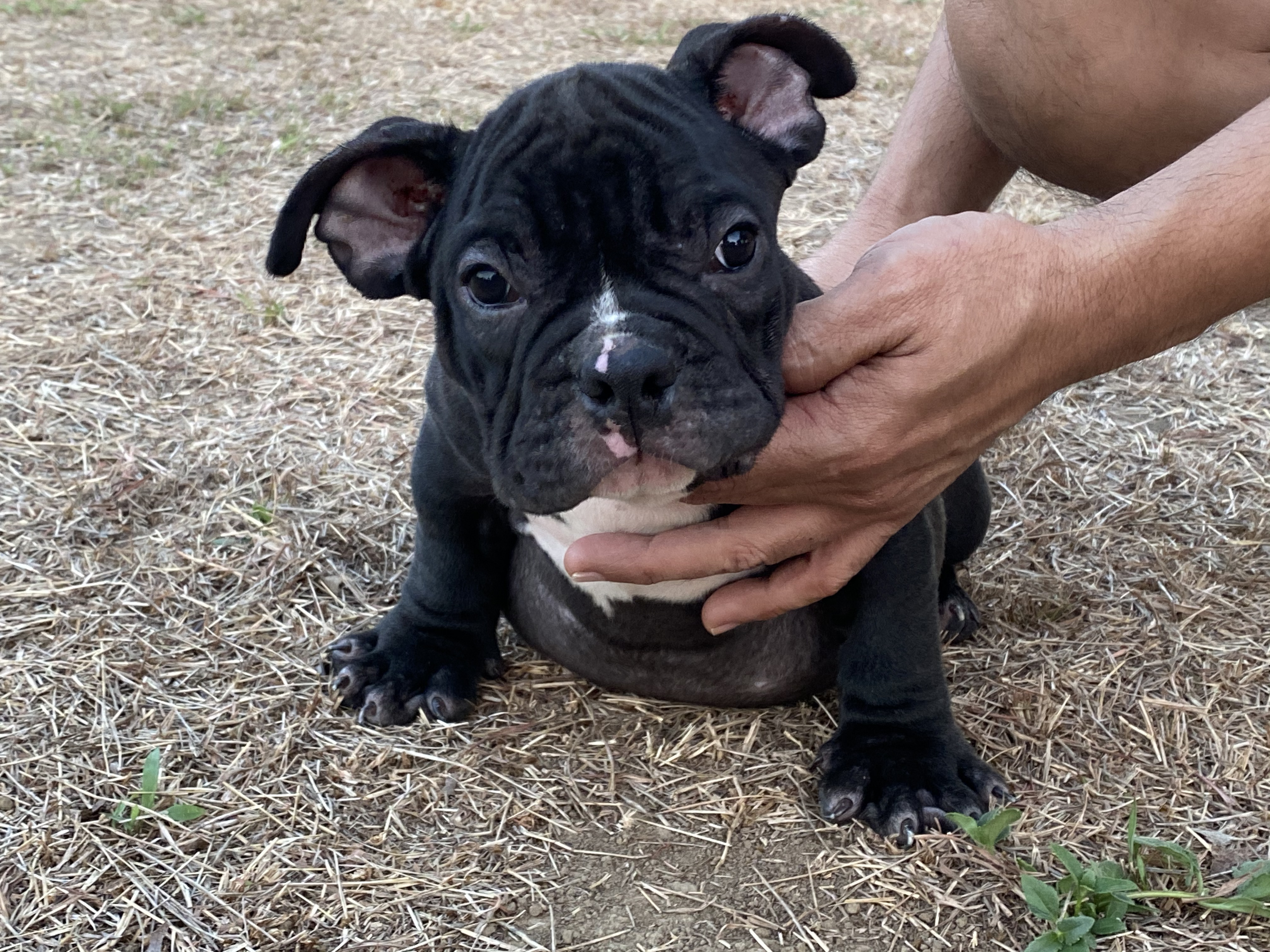 Exotic Bully Puppies