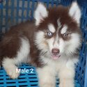 Quality Siberian husky for sale-1