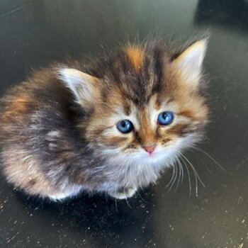 Savannah Kittens for adoption