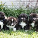 akita pups available for rehoming-3