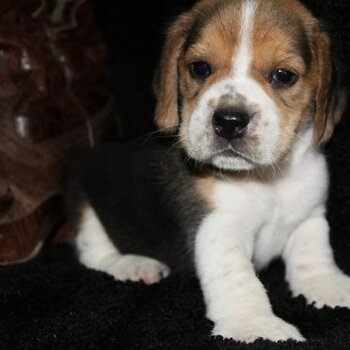 Beautiful Beagle puppies Whatsapp/Viber:(+63-945-546-4913)