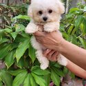Toy Poodle-0