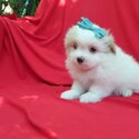 Adorable Shih Tzu Puppy's....whatsapp me or viber at:  +639192705547