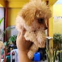 Pomeranian poodle x Maltese-5
