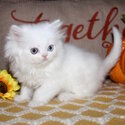 Life Companion Munchkin kitten