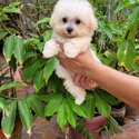 Toy Poodle-1
