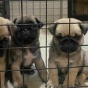 adorable pug puppies for adoption-1