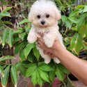 Toy Poodle-2