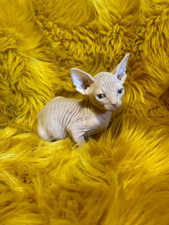 Sphynx Kittens Available